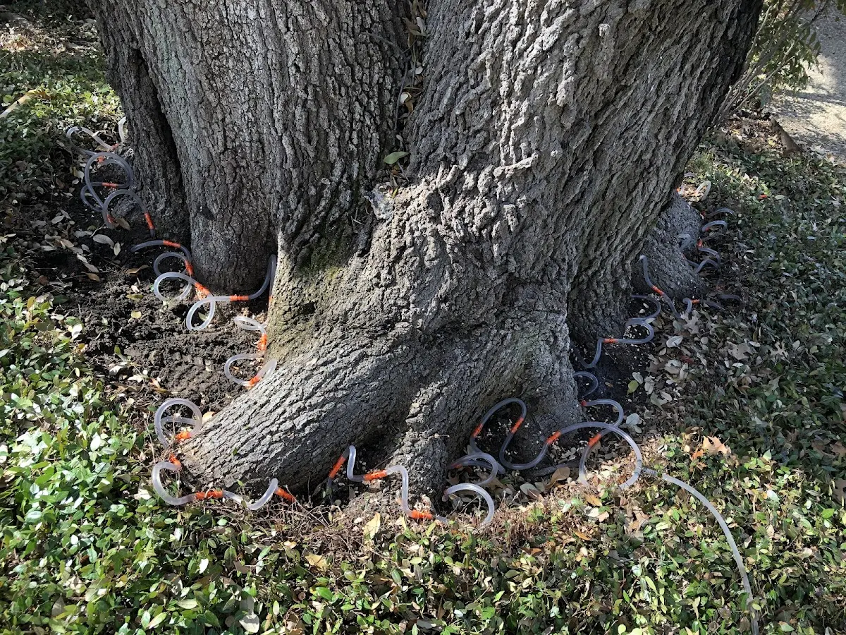 Detailed Tree Cabling and Bracing job site in Ider