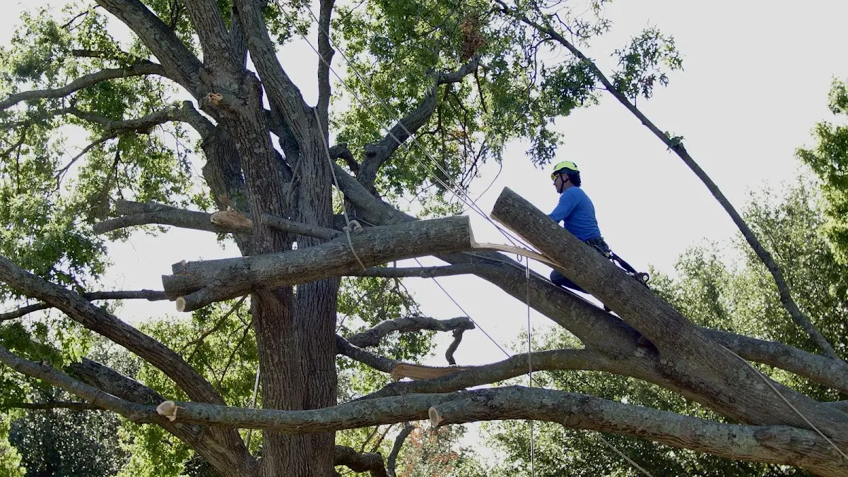 Professional Crown Thinning performed by certified arborists in Ider